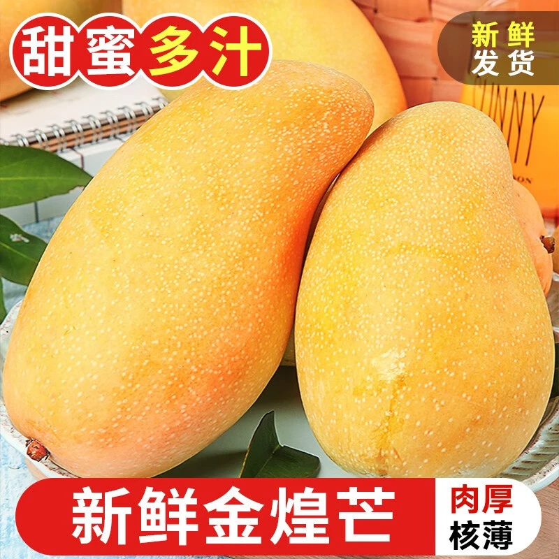 海南三亚树上熟金煌芒芒果当季孕妇水果现摘现发新鲜芒果产地香甜