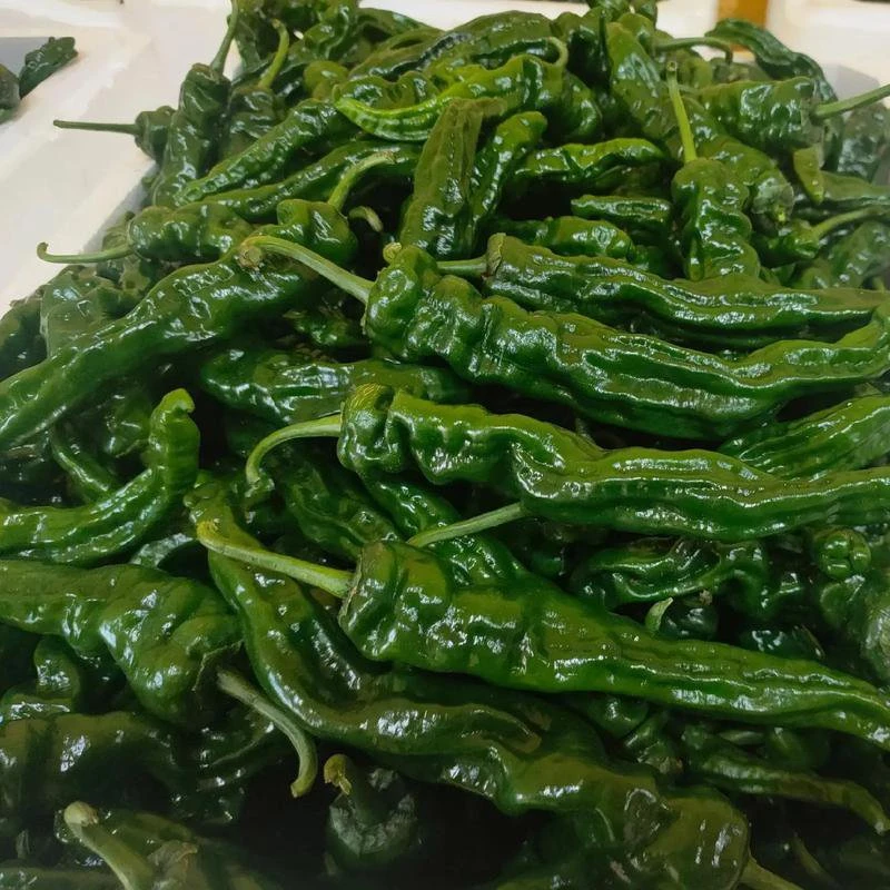 （会龙辣椒现采现发新鲜辣椒特辣爆辣香辣三斤五斤包邮