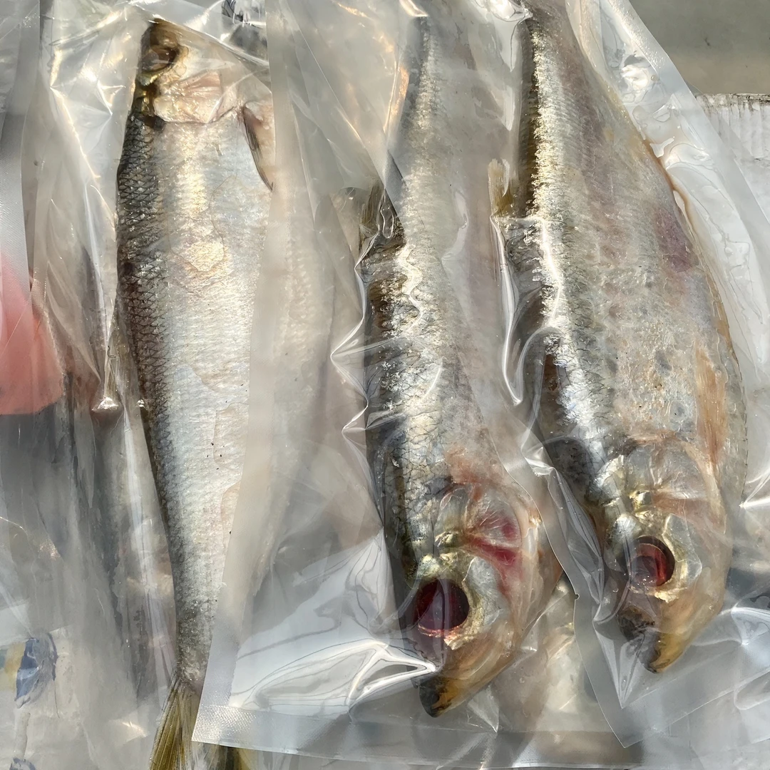 山东腌制一卤鲜白磷鱼1.0斤～1.2咸白磷勒（汤腌）勒鱼1.0斤-1.2斤
