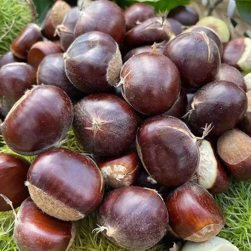 新鲜板栗 【约500g】