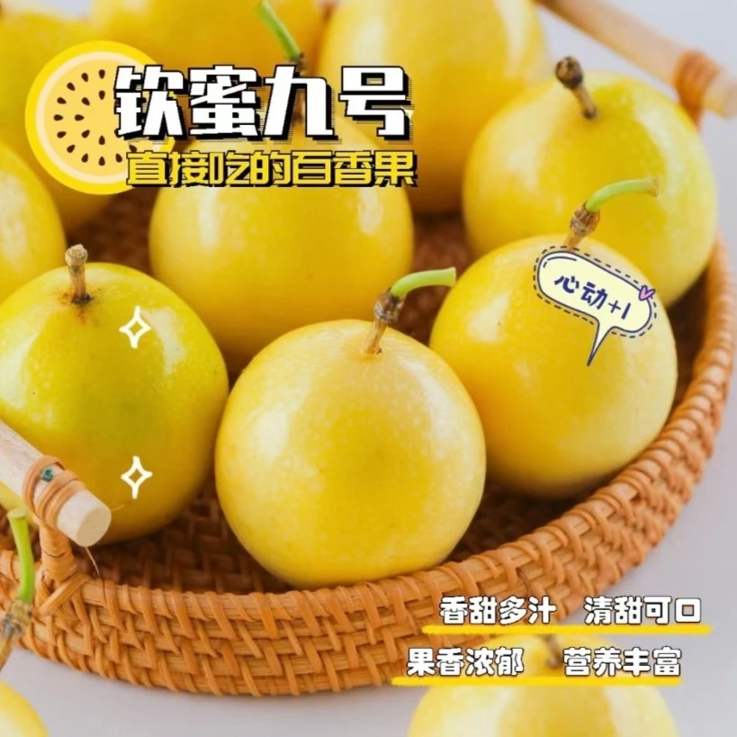 【坏果包赔】广西钦蜜9号黄金百香果15个 香甜营养多汁包邮送开果器