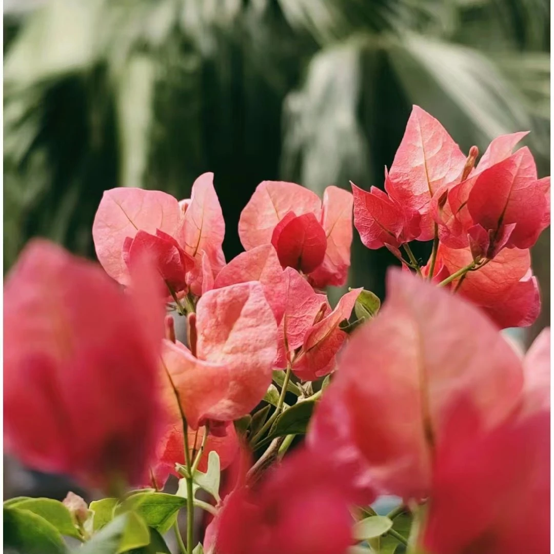 【高飘一物一拍】漳州三角梅/勤花四季开花/阳台庭院楼道绿植