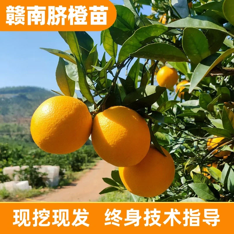 正宗江西赣南脐橙苗纽荷尔黄肉脐橙果树1年裸根嫁接橙子树可盆栽