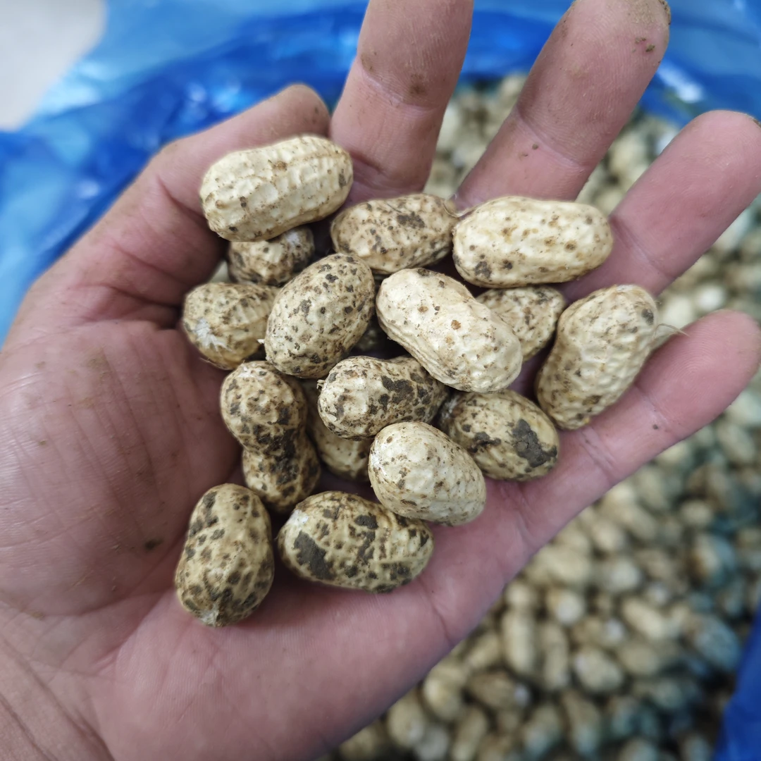 【柿树岗乡】5斤净重农家土花生现挖现卖 防虎社区