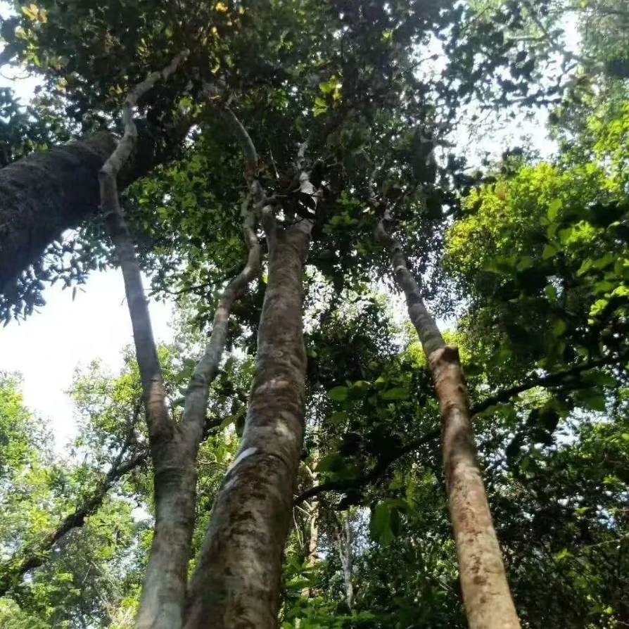 【巅峰之夜单株系列】100g-2024-三合社高杆单株-古树茶生茶散茶