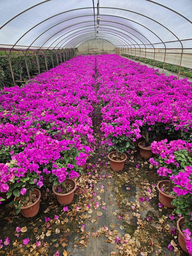 【三角梅】运输过程中掉叶焉正常情况介意慎拍