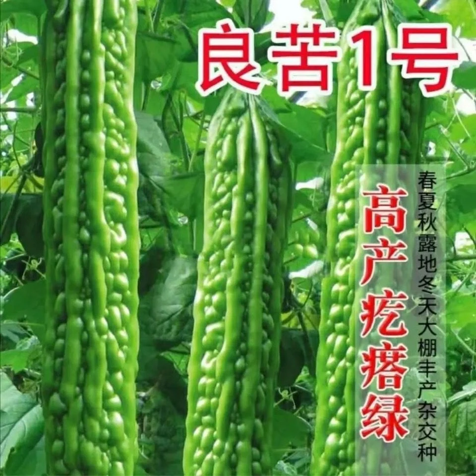 苦瓜种子大苦瓜籽长绿杂交疙瘩南方耐热抗病蔬菜种子瓜种籽