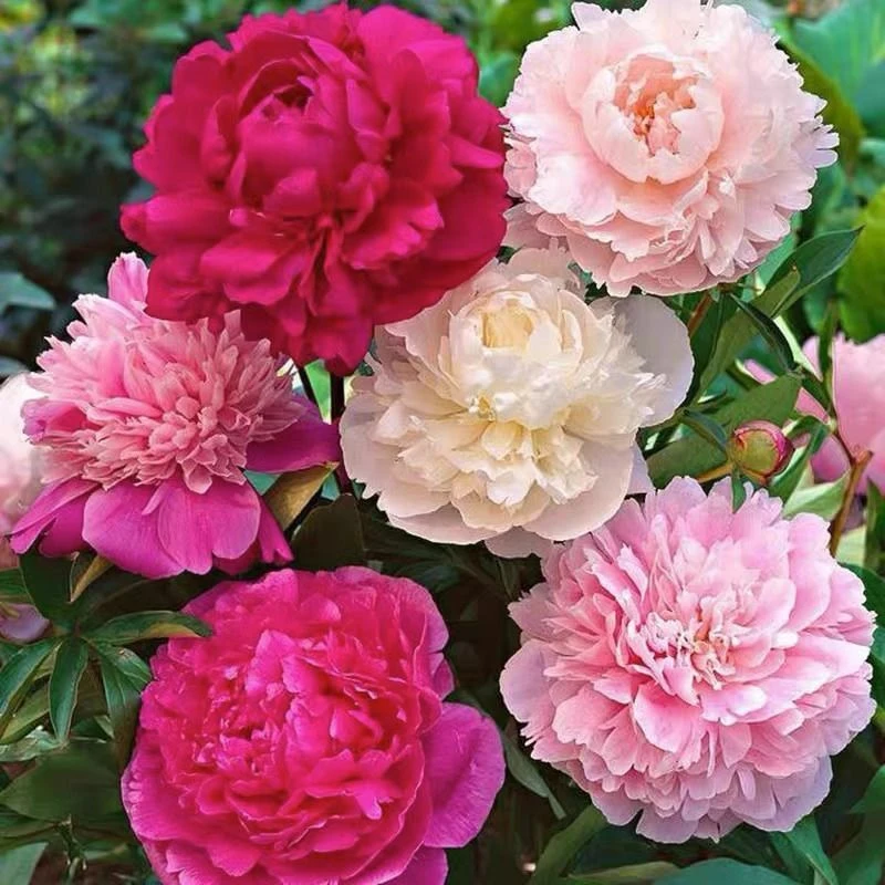 芍药花种子混色重瓣大花芍药四季花卉耐寒秋冬易活盆栽室内外