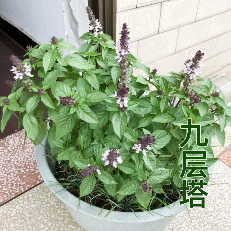 可食用九层塔种子种籽苗紫罗勒阳台四季盆栽金不换香草九成塔孑叶