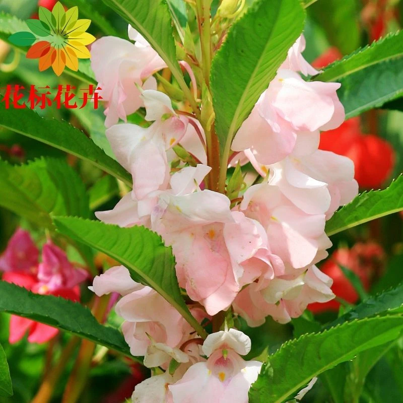 凤仙花指甲花急性子花卉种籽凤仙花种子盆栽花海庭院阳台花草植物