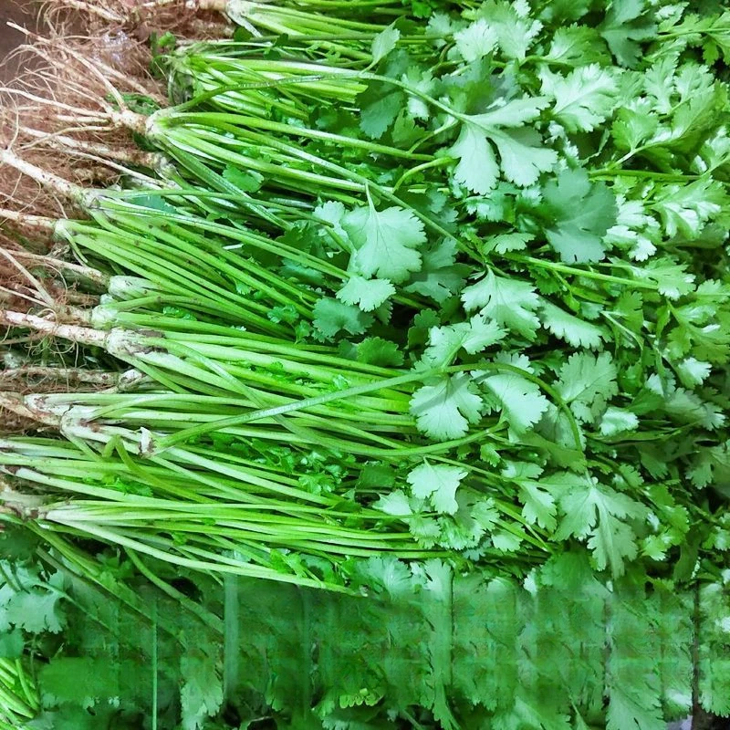 正宗香菜种子四季种香菜新鲜蔬菜家庭阳台盆栽香菜蔬菜种子大