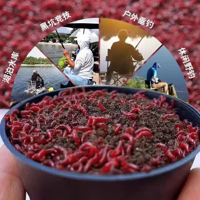 鱼饵钓鱼活饵诱鱼特大号鲜活冬季鲜活喂鱼饵拉饵鲫鱼野钓拉饵黑坑