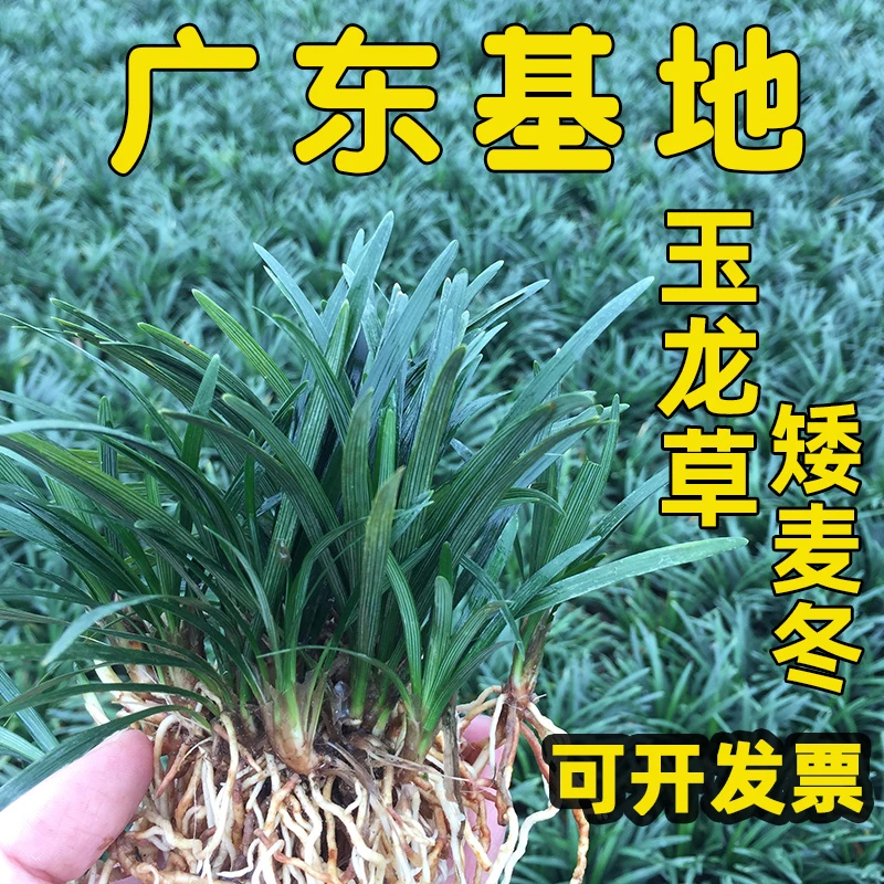 广东玉龙草日本矮麦东草草苗免修剪产品四季常青别墅庭院绿化鲜活