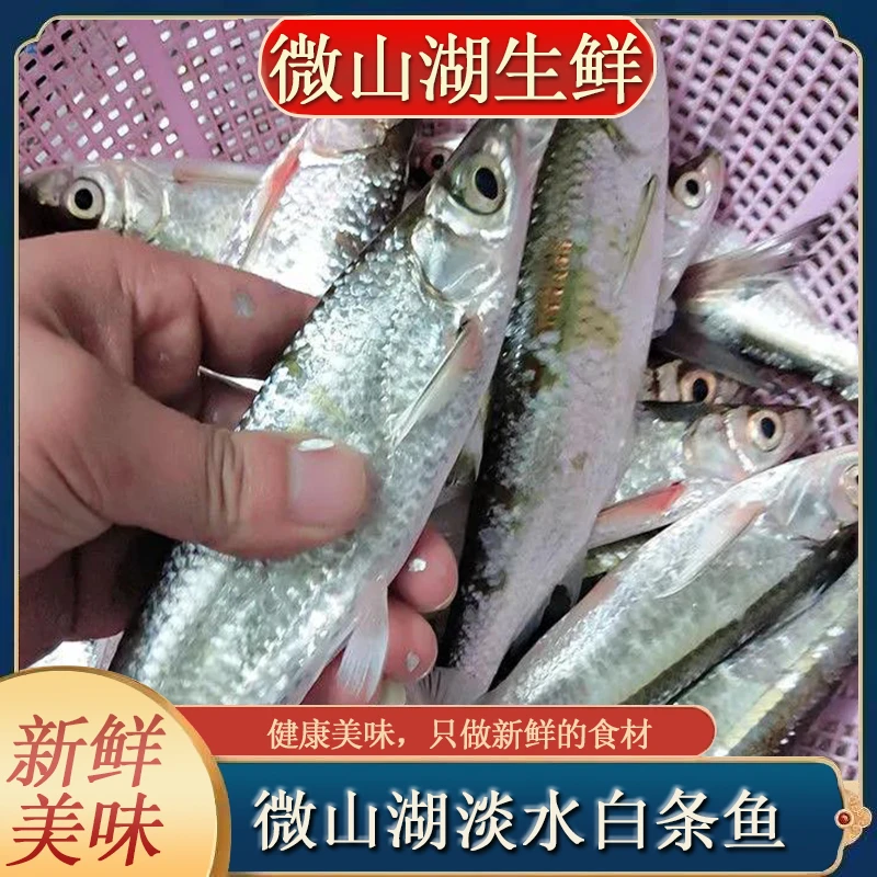 微山湖 新鲜白条鱼 新鲜捕捞新鲜发货
