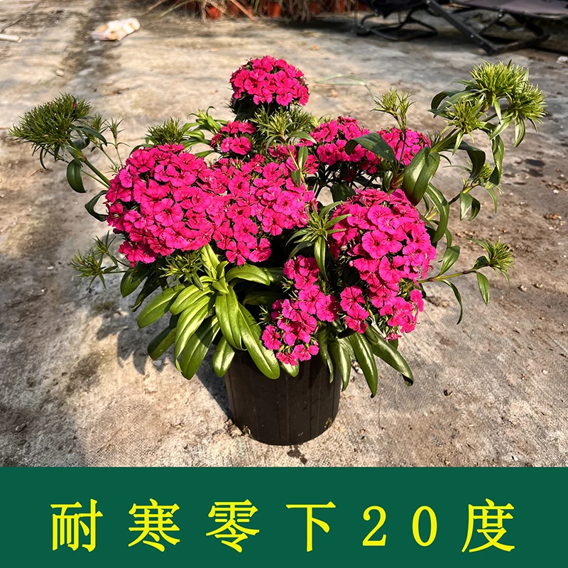 【带香味】玫瑰石竹盆栽花卉霹雳石竹庭院阳台绣球石竹四季开花