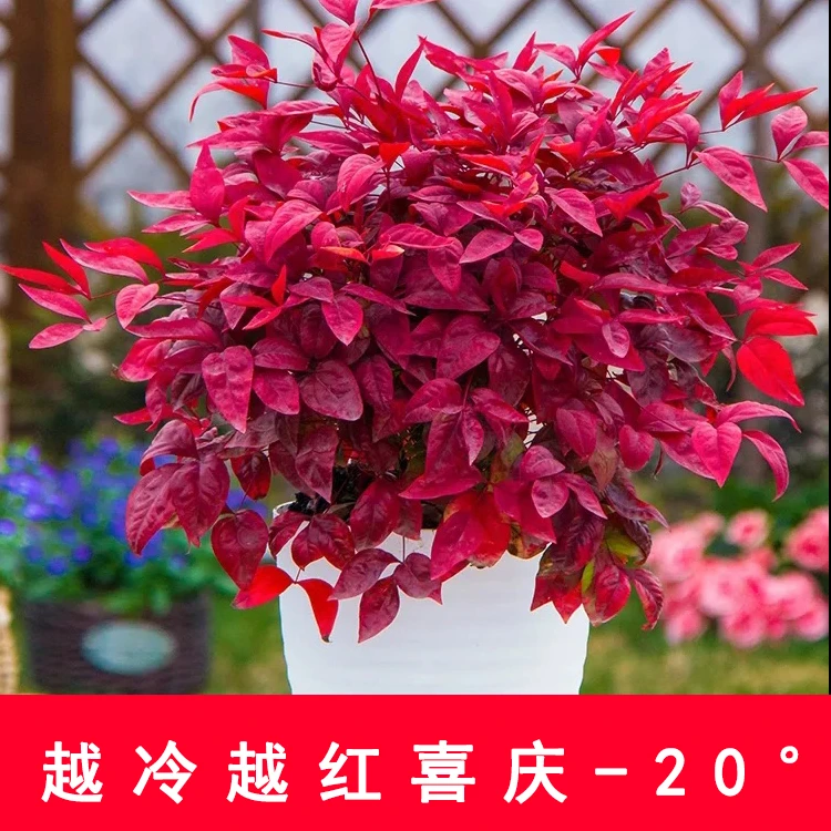 红红火火 冬季火焰南天竹盆栽耐寒户外植物庭院地栽