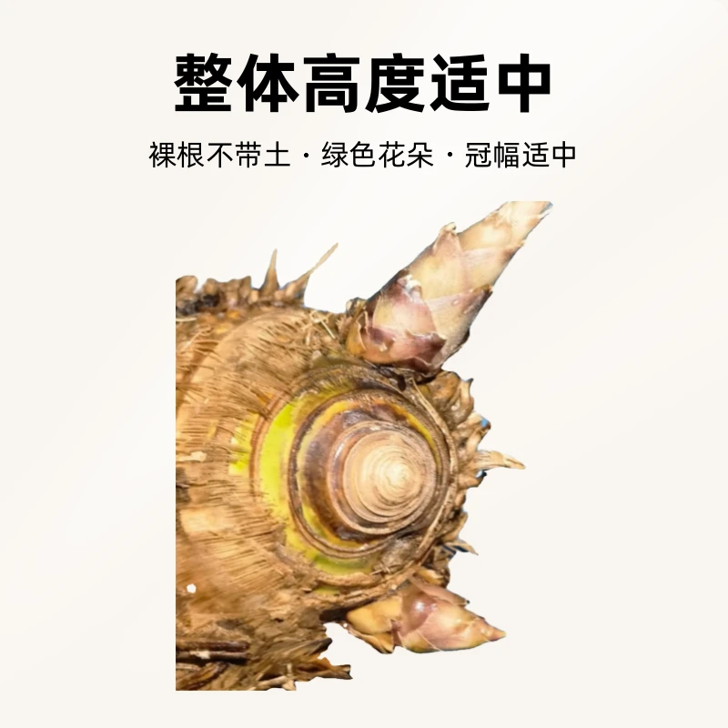 世羽园林小叶簕竹