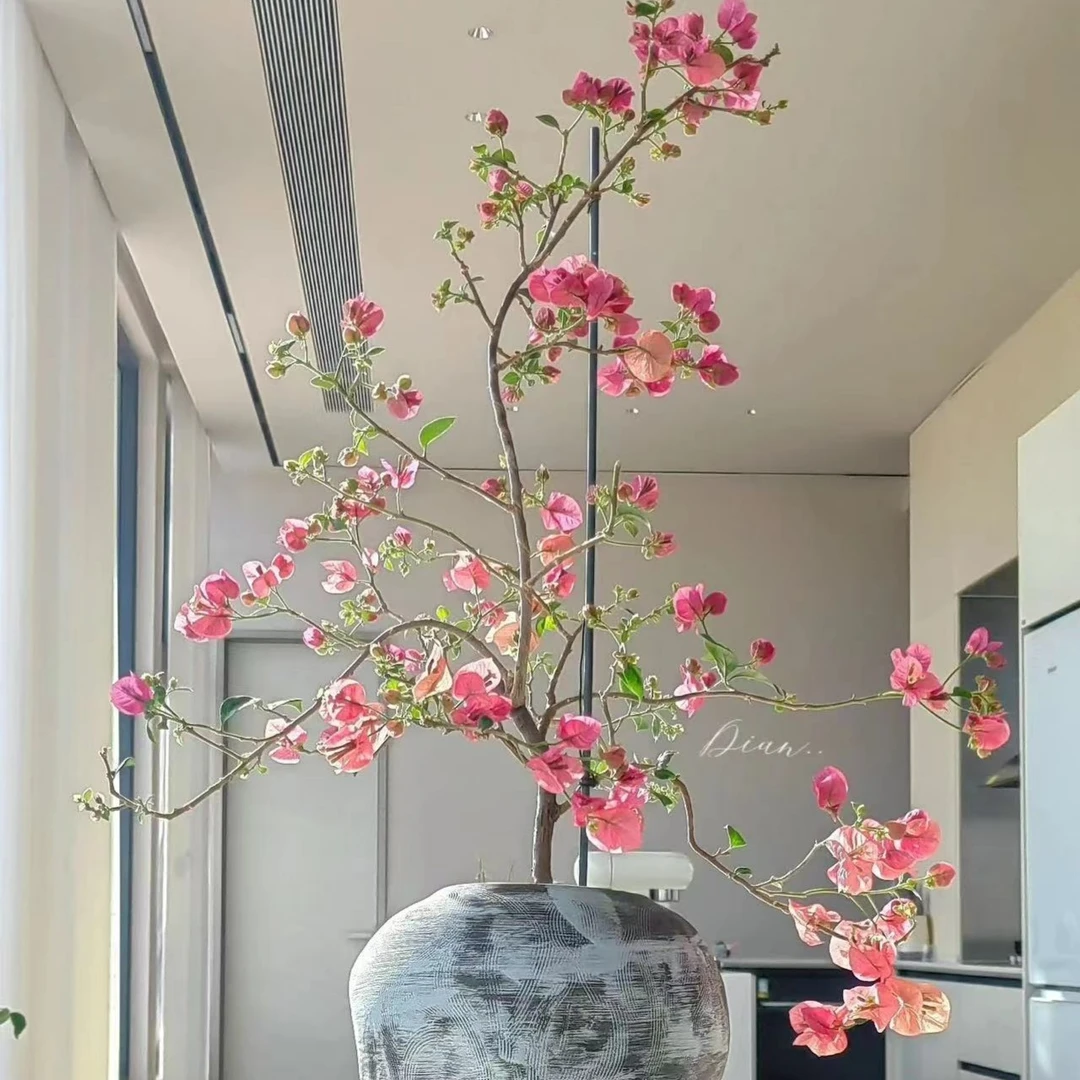 【一物一拍】精品盆景花卉绿植