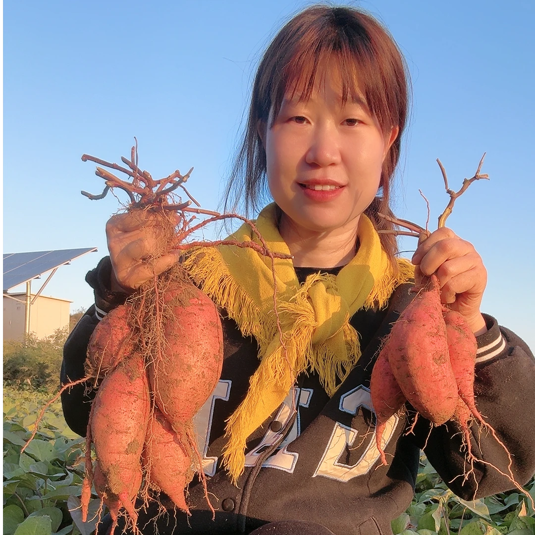 平平农家自种笨红薯老品种糯香甜