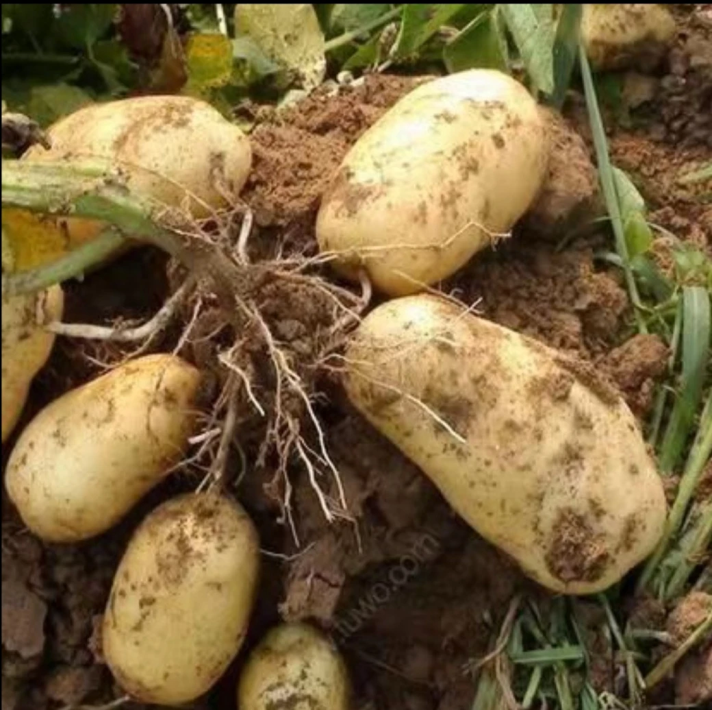 正宗贵州威宁黄皮黄心洋芋  新洋芋