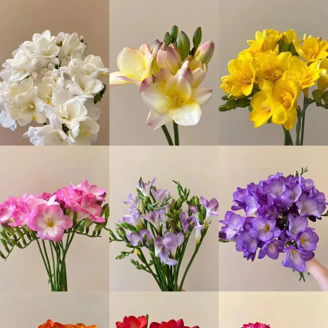 香雪兰20支 玫瑰鲜花 全场买两单及以上包邮 云南基地直发