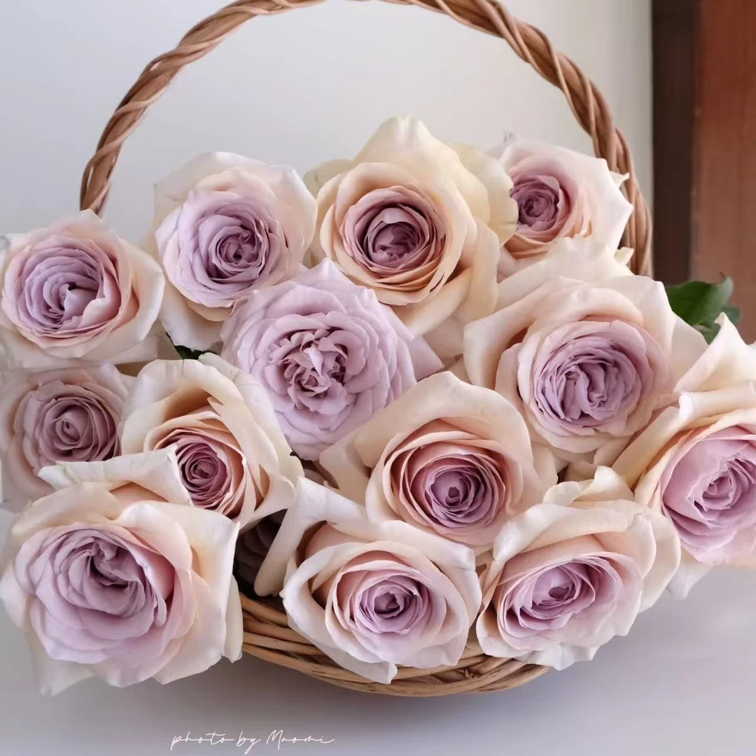 卓文君 玫瑰鲜花 全场买两单及以上包邮 云南基地直发