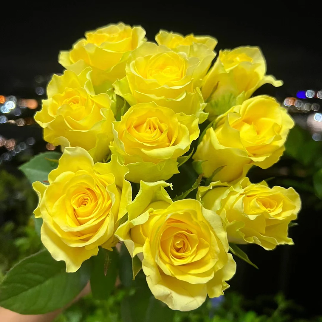 浪漫沙滩 玫瑰鲜花 全场买两单及以上包邮 云南基地直发