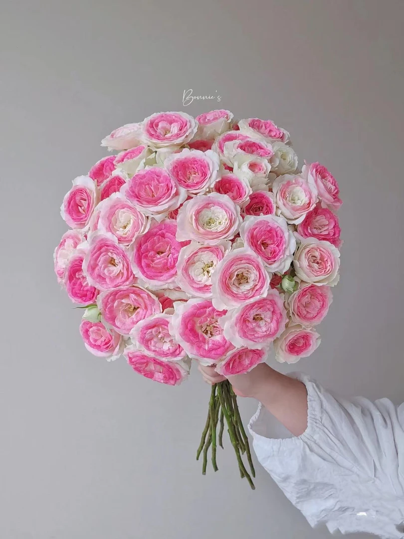 多头午夜魔法 玫瑰鲜花 全场买两单及以上包邮 云南基地直发