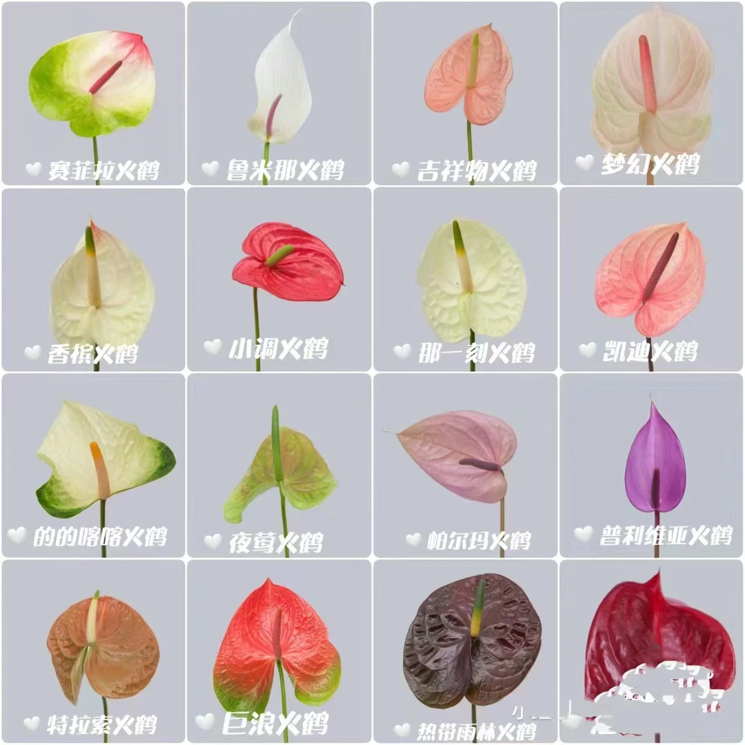 花亿家精选彩掌  花材包邮发货  一件起批