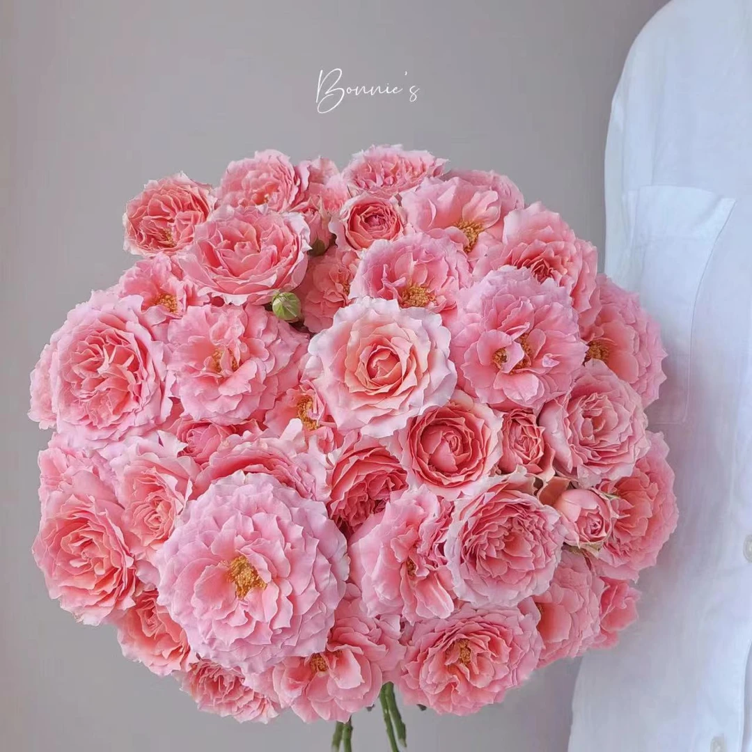 多头粉拉拉队 玫瑰鲜花 全场买两单及以上包邮 云南基地直发