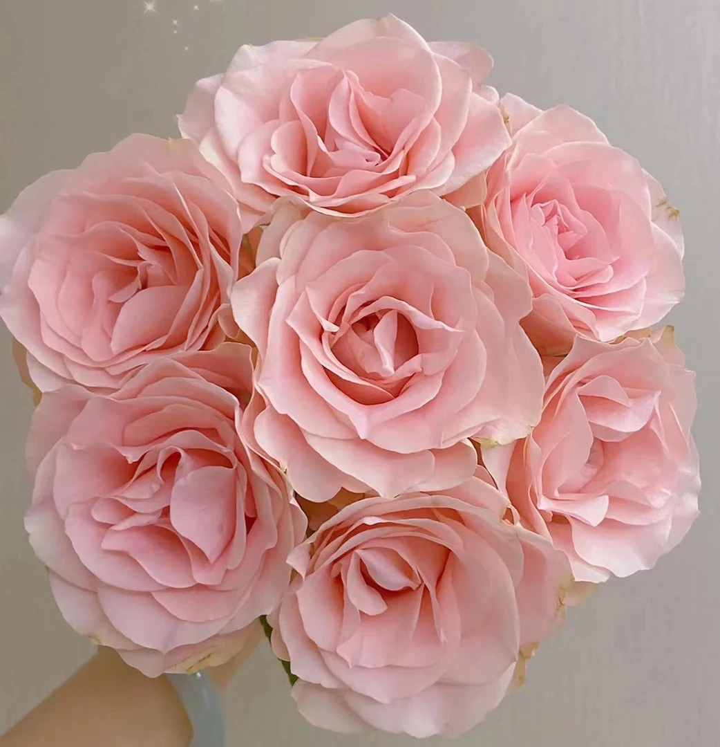 粉爱神 玫瑰鲜花 买两单起发顺丰或京东空运