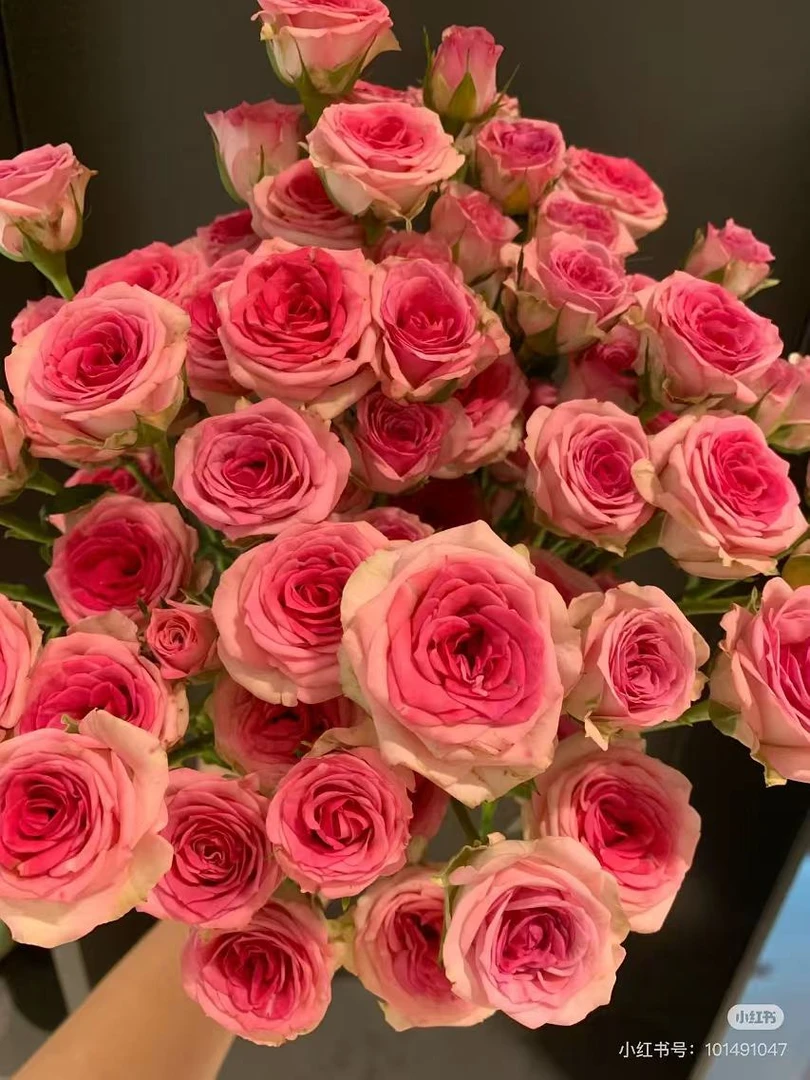 多头花涧小樱 玫瑰鲜花 全场买两单及以上包邮 云南基地直发