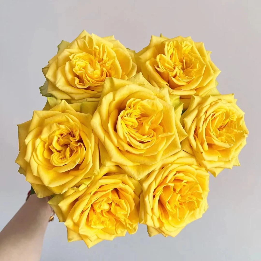 月光女神 玫瑰鲜花 全场买两单及以上包邮 云南基地直发