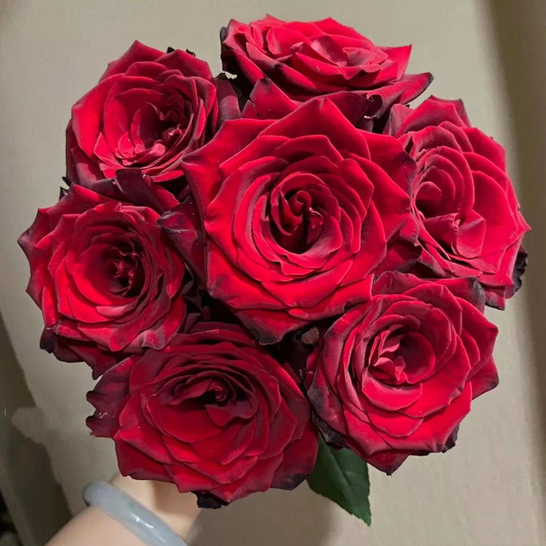 探险家 玫瑰鲜花 全场买两单及以上包邮 云南基地直发