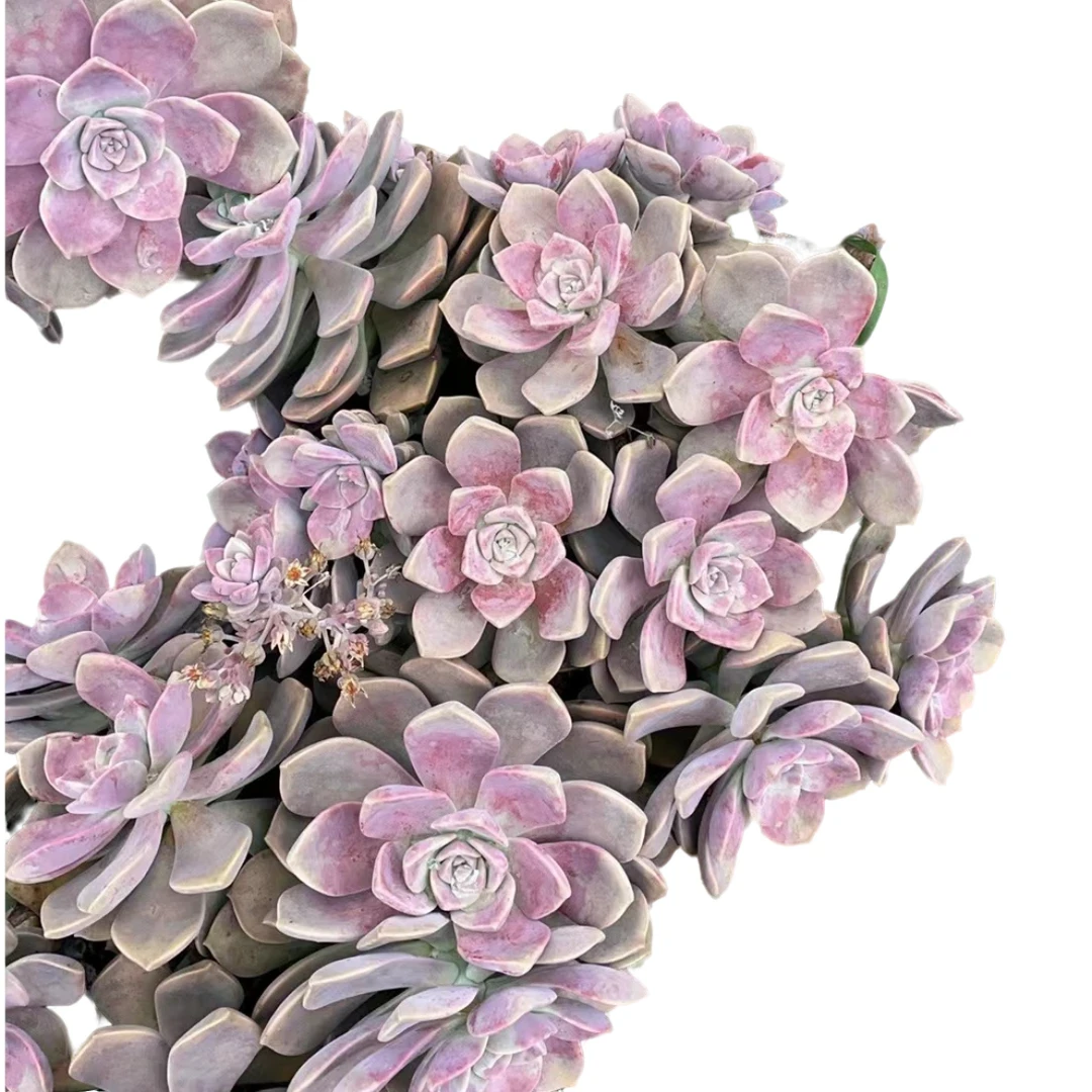 精品多肉 玫瑰紫乐 （两颗）