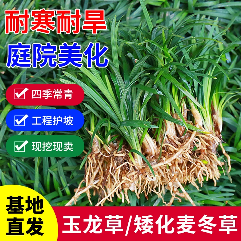庭院矮麦东玉龙草苗耐寒园林绿化苗木草坪植物长不高免修剪麦草苗