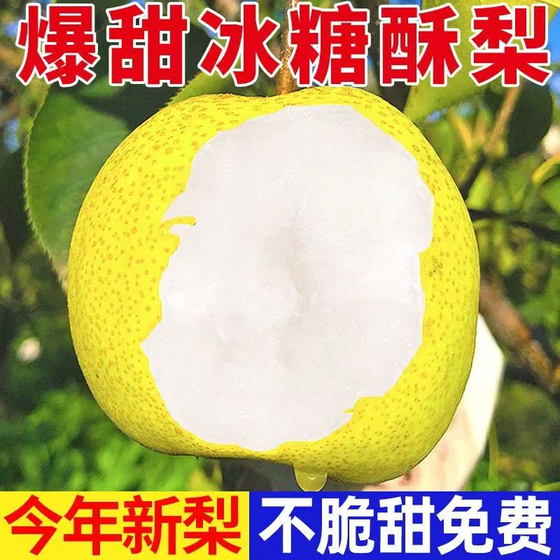 【粉丝专享】陕西冰糖雪梨酥梨子脆甜多汁新鲜水果一整箱2-9斤产地