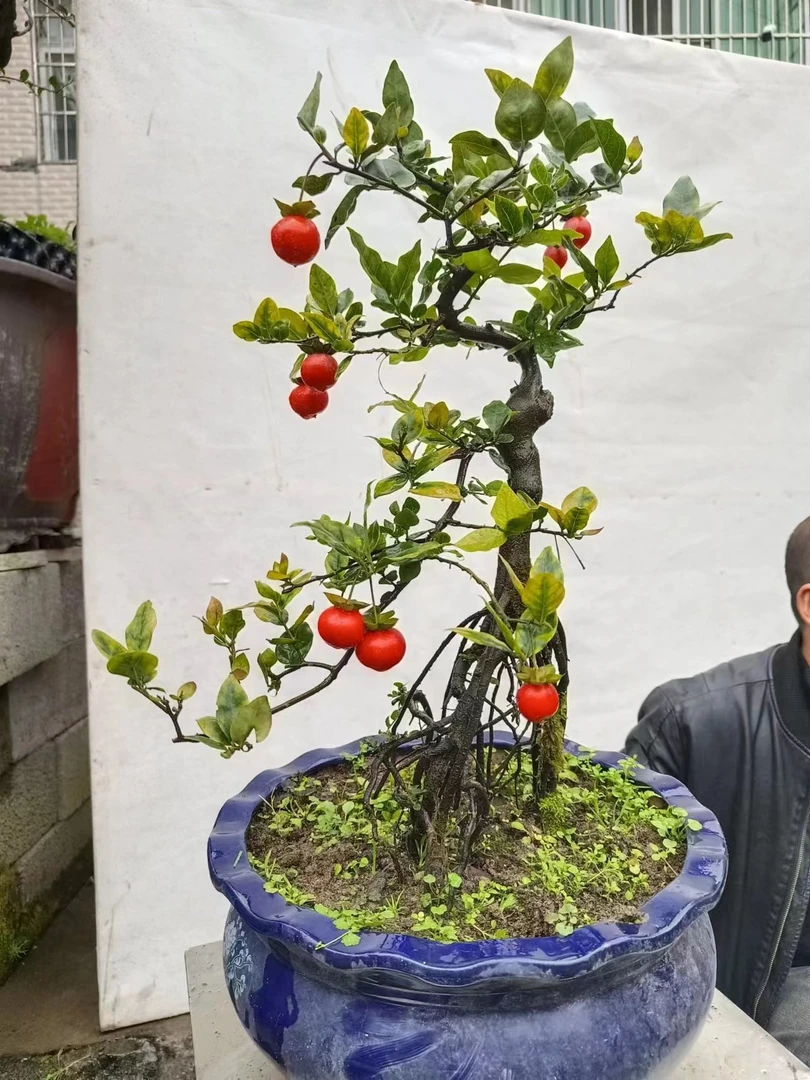 精品盆景绿植花卉