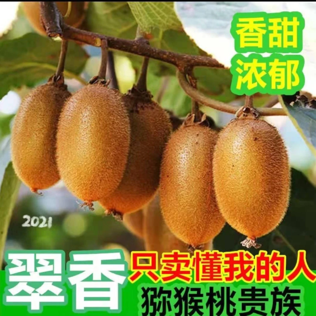 陕西周至绿心翠香猕猴桃5斤/礼品盒24个装产地直发