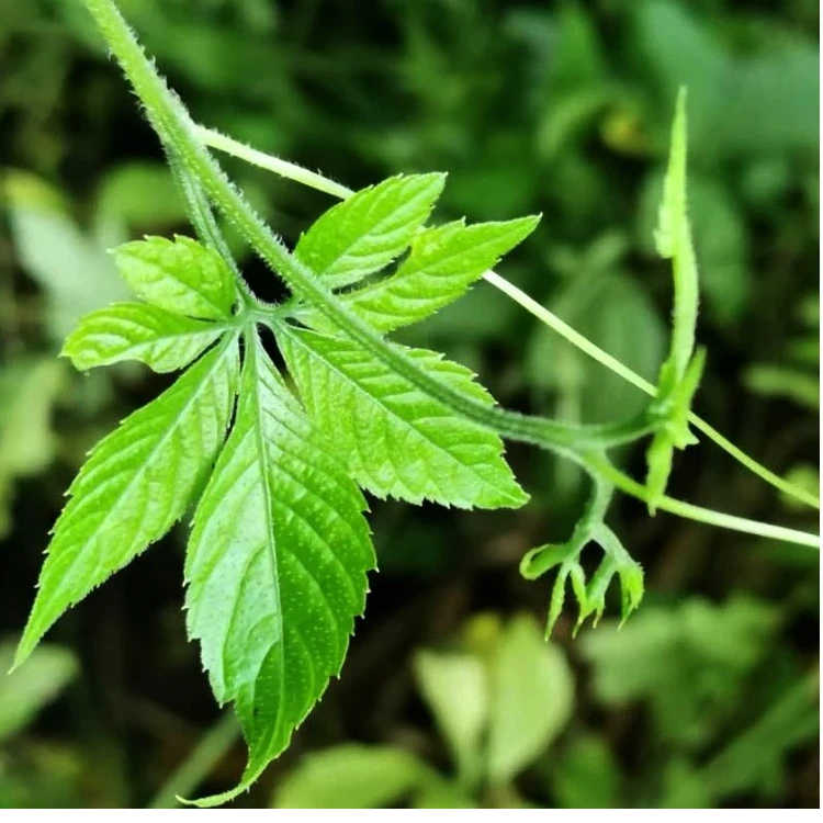 绞股蓝茶七叶绞股蓝龙须茶2025年明后采摘新茶防潮冲泡茶特产包邮