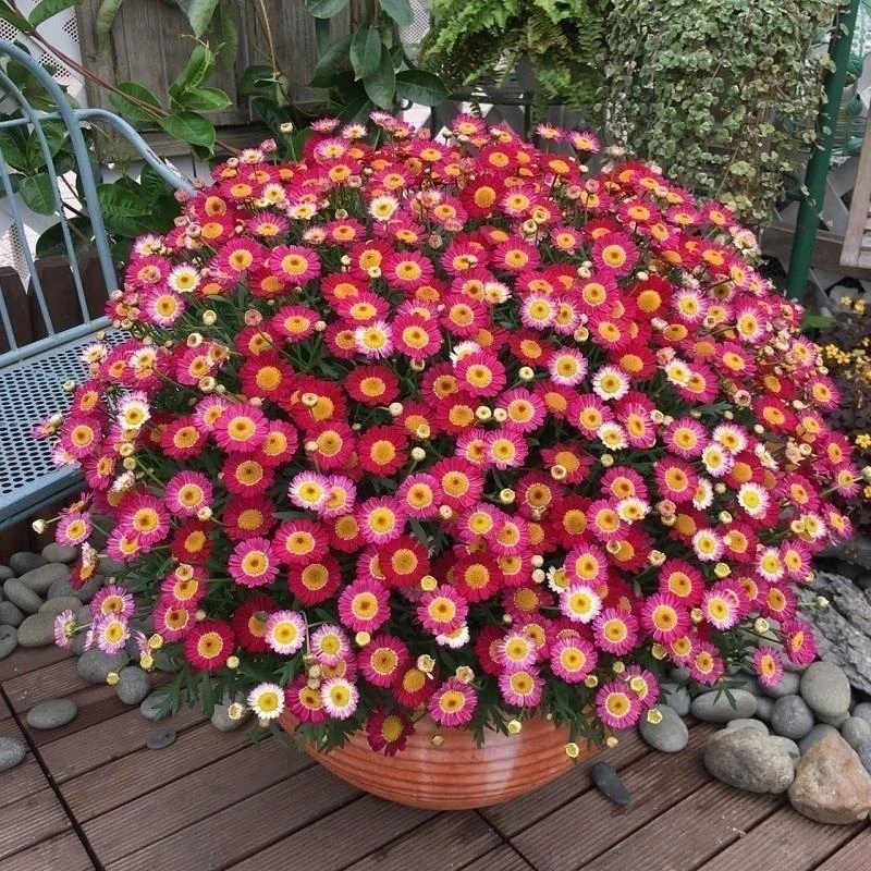 玛格丽特花苗盆栽糖果玛雏菊木茼菊阳台庭院花园爆盆植物