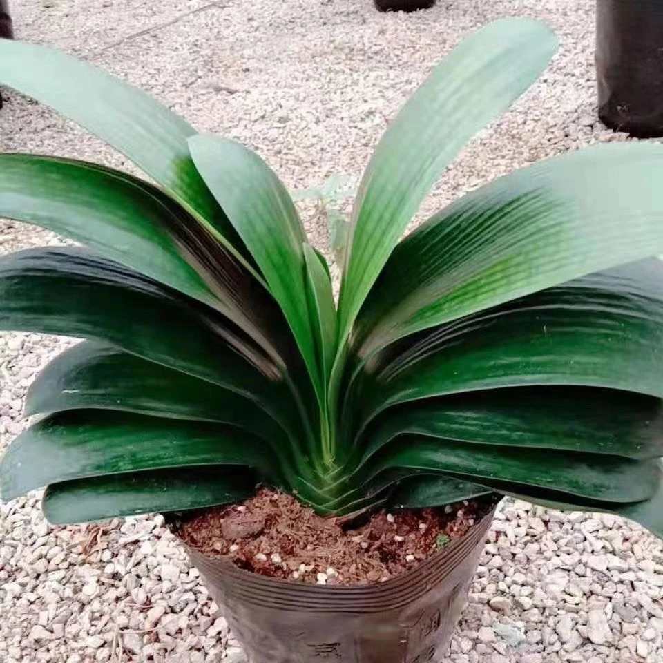 君子兰新疆包邮君子兰花新品室内超宽正品高档