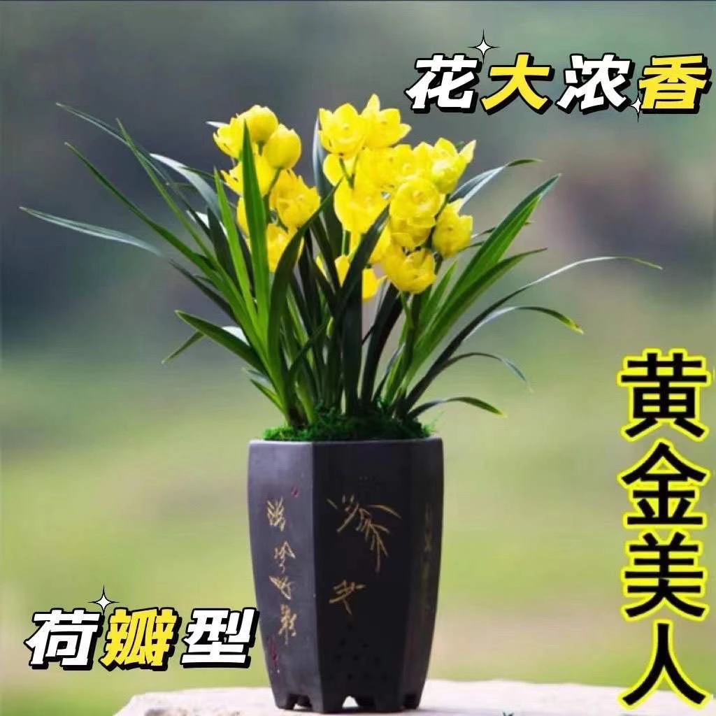 大花蕙兰 黄金美人 花期春节前后 香味浓郁