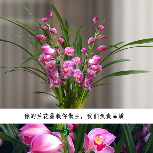 建兰-紫霞仙子-花卉绿植室内兰花 原盆原土直发 不带花盆