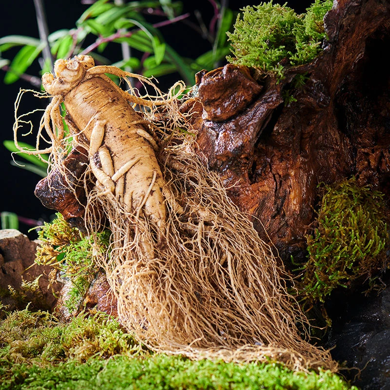 长白山新鲜带土现挖人参单支克重350克左右