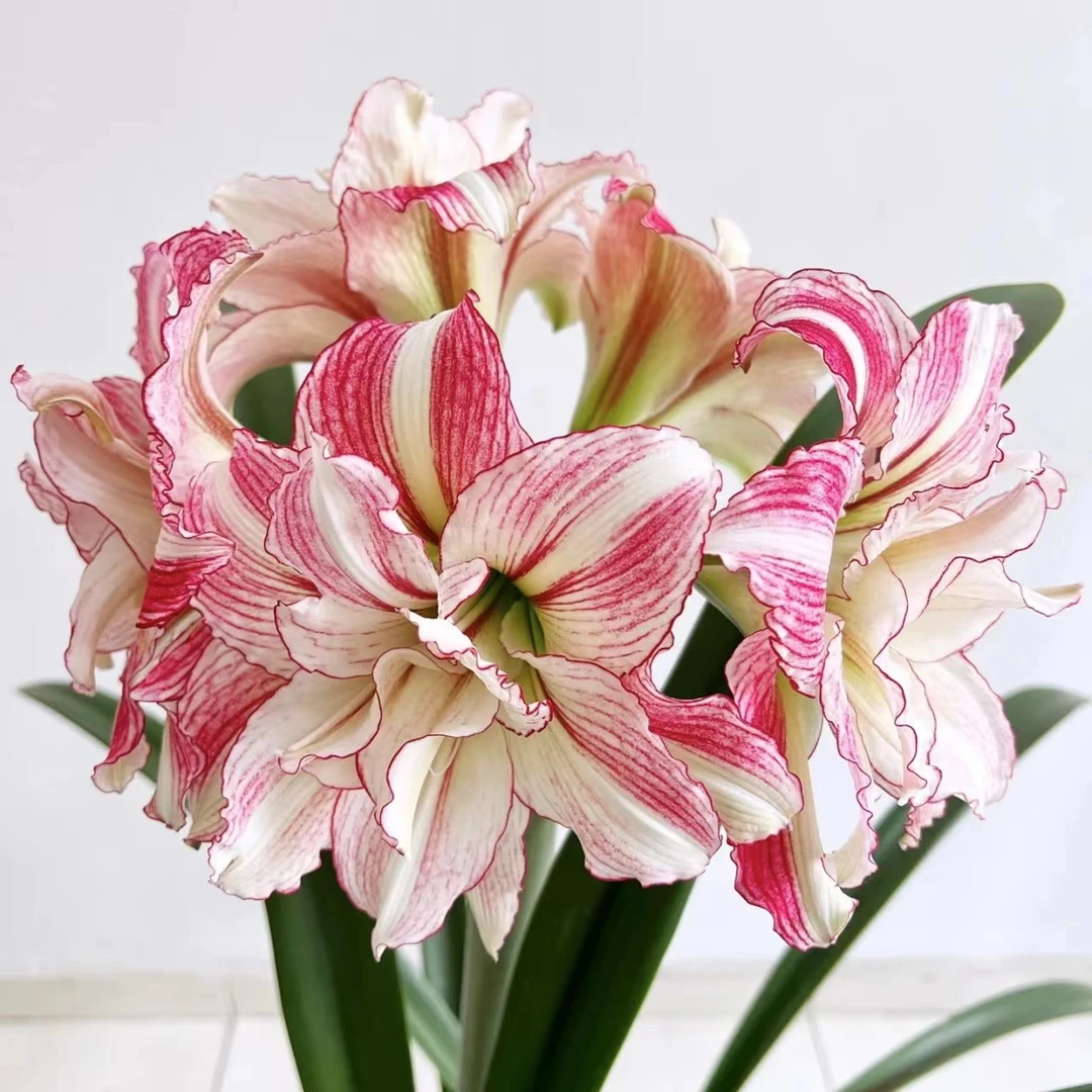 【安吉拉～重瓣】朱顶红种球老根  花班长园艺  任意满两个包邮