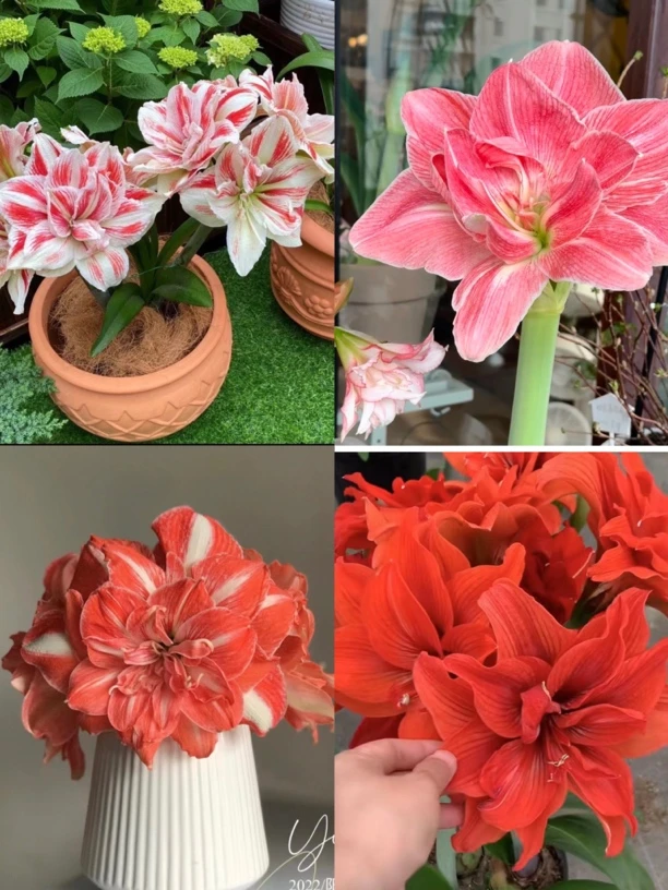 【混乱～重瓣】朱顶红种球根系  种植花班长园艺  任意满两个包邮