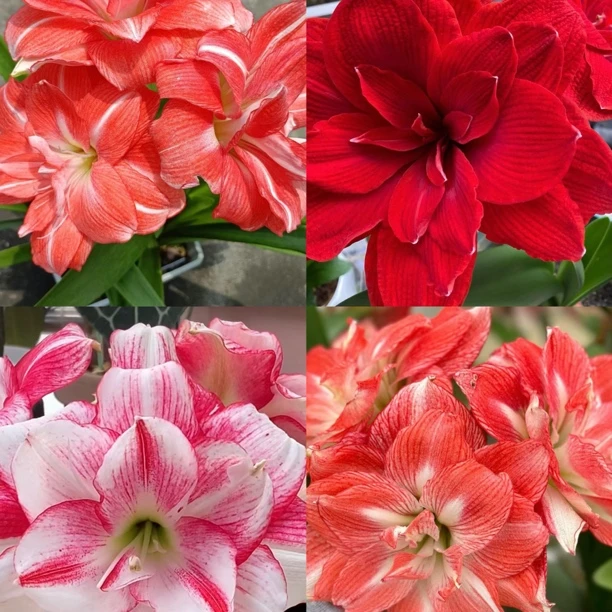 【精品热门重瓣小苗】室内种植朱顶红种球北方  根系 浇水采收