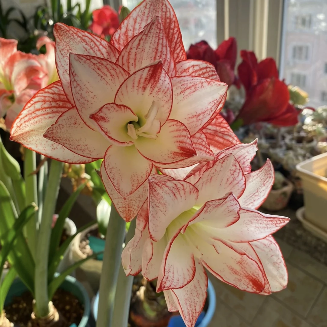 【蒂卡之星～特价重瓣】室内绿植朱顶红种植浇水造景采收老根北