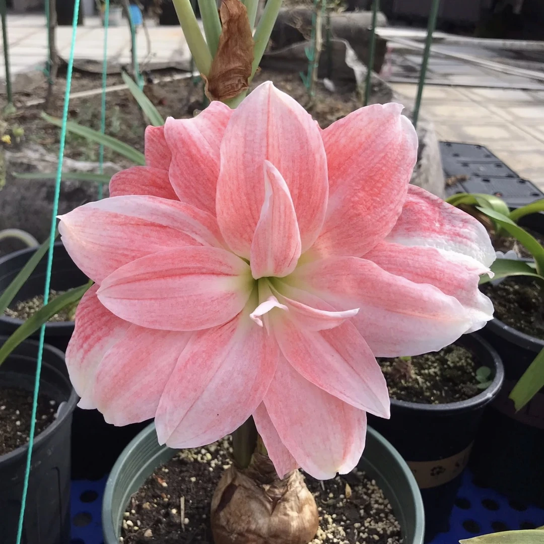 【蜜桃仙子～重瓣】朱顶红种球 任意满两个包邮 种植